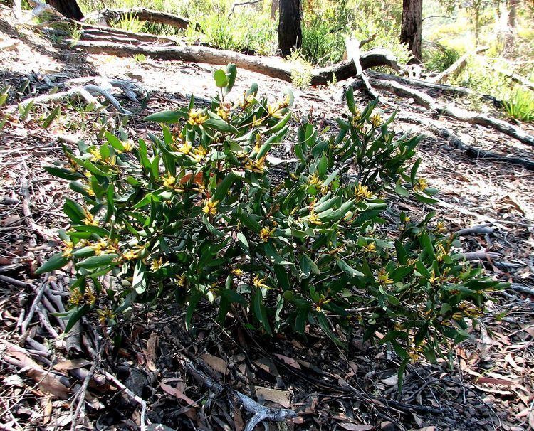 Persoonia confertiflora