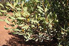 Persoonia coriacea httpsuploadwikimediaorgwikipediacommonsthu