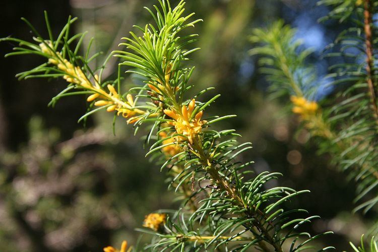 Persoonia isophylla