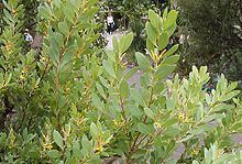 Persoonia lanceolata httpsuploadwikimediaorgwikipediacommonsthu