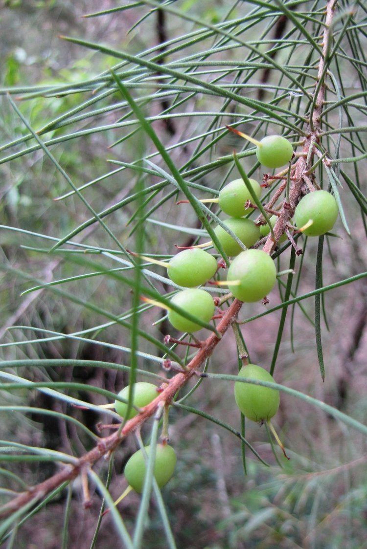 Conospermum longifolium - Wikipedia