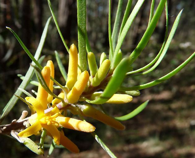 Conospermum longifolium - Wikipedia