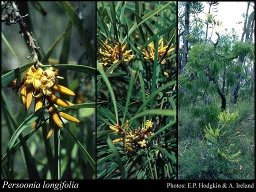 Persoonia longifolia httpsflorabasedpawwagovausciencetimage22