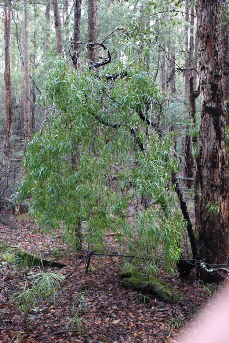 Persoonia longifolia FilePersoonia longifolia tree1jpg Wikimedia Commons