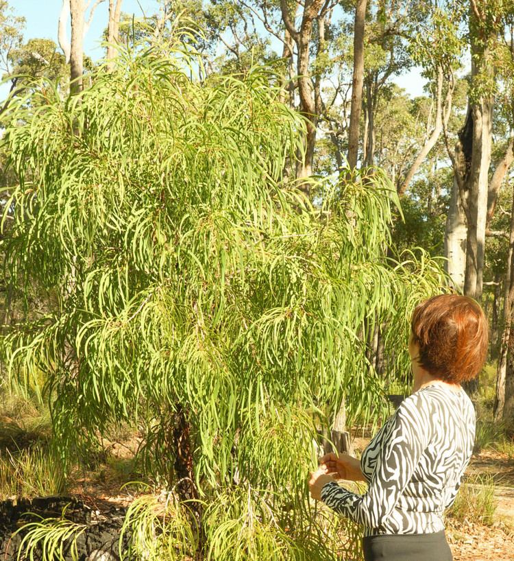 Persoonia longifolia Zebra Nettie fadanista