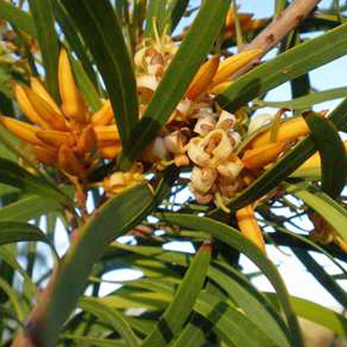 Persoonia longifolia Australian Seed PERSOONIA longifolia