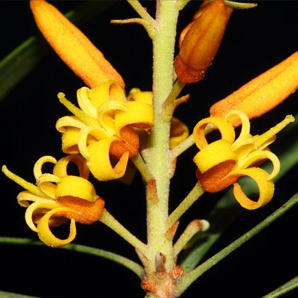 Persoonia longifolia Plant of the Month January 2015