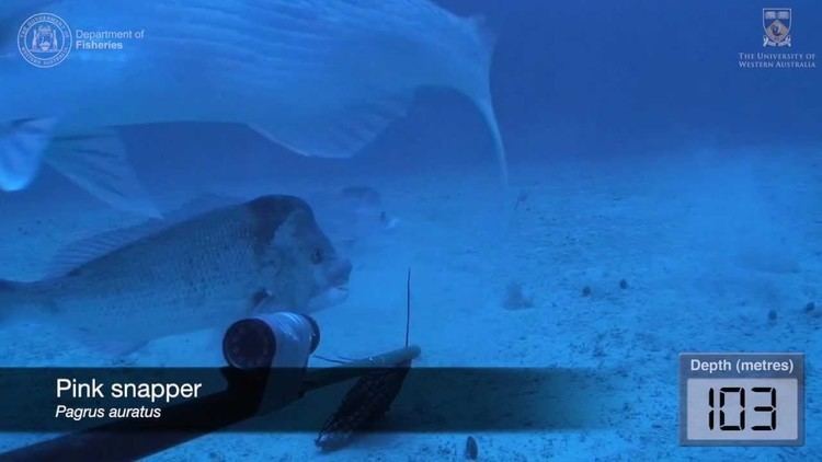 Perth Canyon Underwater video of fish assemblages using baited cameras in the