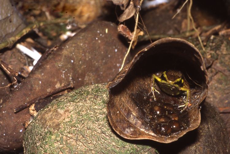 Peru poison frog