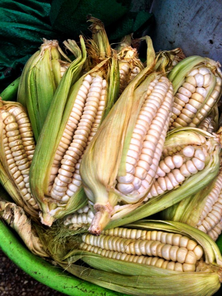 Peruvian corn Choclo The Giant Corn of Peru StarChefscom