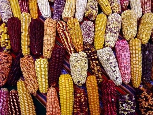 Peruvian corn httpssmediacacheak0pinimgcom736x16b9b7