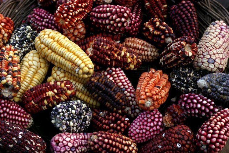 Peruvian corn Highlights of Peru Spiced Destinations