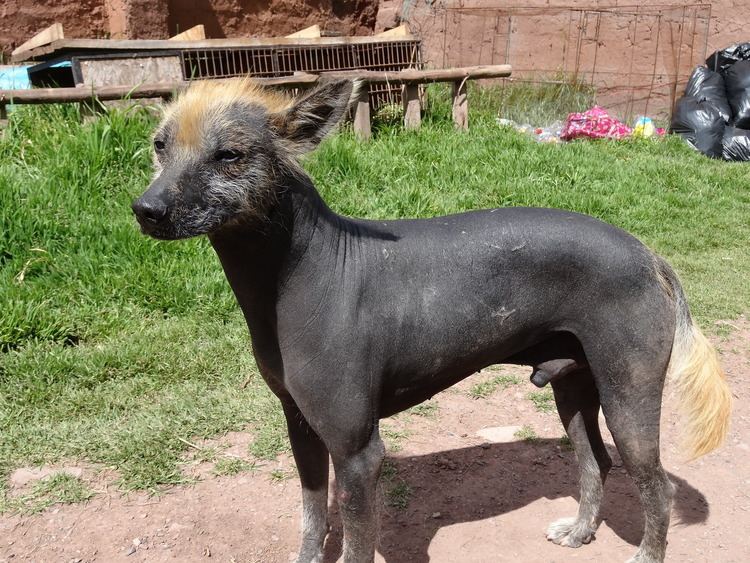 Peruvian Hairless Dog Peruvian Hairless Dog History Personality Appearance Health and