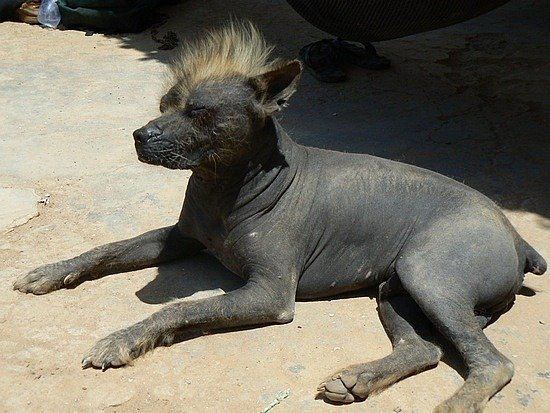 Peruvian Hairless Dog Five Hairless Dog Breeds Man39s Best Naked Friends Featured Creature