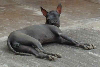 Peruvian Hairless Dog Peruvian Inca Orchid Dog Breed Information and Pictures PIO