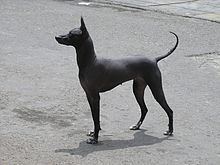 Peruvian Hairless Dog httpsuploadwikimediaorgwikipediacommonsthu