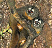 Peruvian night monkey httpsuploadwikimediaorgwikipediacommonsthu