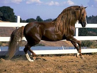 Peruvian Paso Horse Breeds