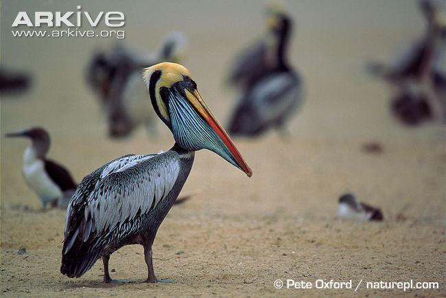 Peruvian pelican Peruvian pelican videos photos and facts Pelecanus thagus ARKive