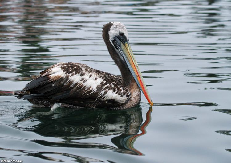 Peruvian pelican antpittacom Photo Gallery Pelicans