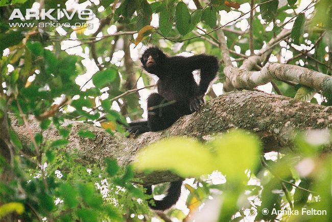 Peruvian spider monkey Peruvian spider monkey videos photos and facts Ateles chamek ARKive