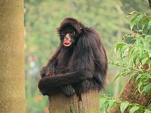 Peruvian spider monkey httpsuploadwikimediaorgwikipediacommonsthu