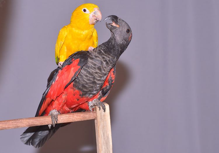 Pesquet's parrot Friendly Pesquet39s ParrotInfo31st March 2015 SGS Birds