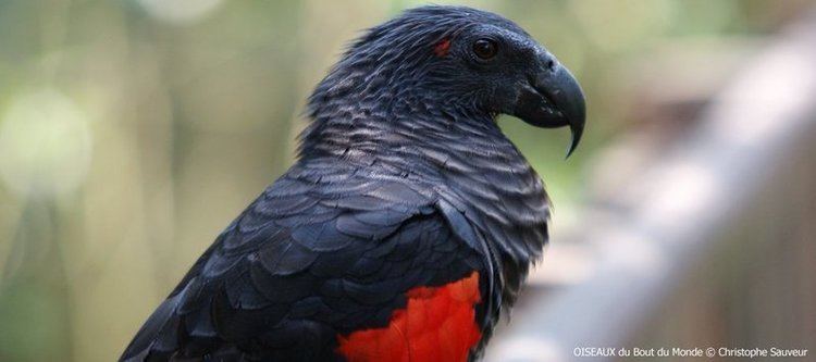 Pesquet's parrot 1000 images about Psittrichas fulgidus on Pinterest Scarlet