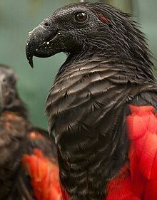 Pesquet's parrot httpsuploadwikimediaorgwikipediacommonsthu