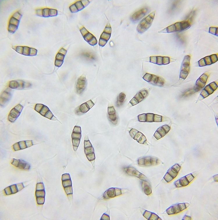 Pestalotiopsis microspora Pestalotiopsis microspora Wikipedia