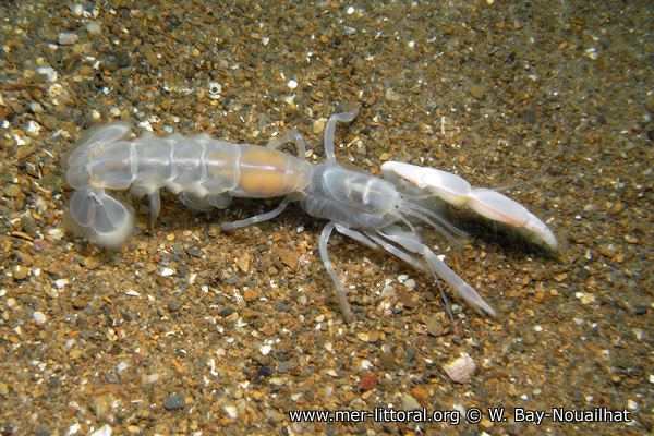 Pestarella tyrrhena European Marine Life Photo of Pestarella tyrrhena Arthropod