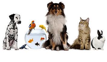 Pet Pet Food Pet Care Products Save on the Best Pet Supplies Giant Eagle