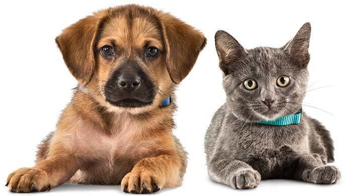 Pet Partners for Healthy Pets