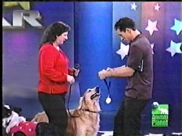 Pet Star Professional Dog Training and Pet Boarding Facility