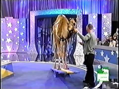 Pet Star Dan Wallen and Humphery the Camel on Pet Star YouTube