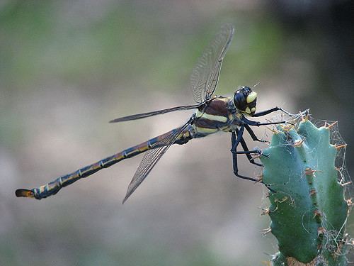 Petalura gigantea Endangered species Giant dragonfly Petalura Gigantea Flickr