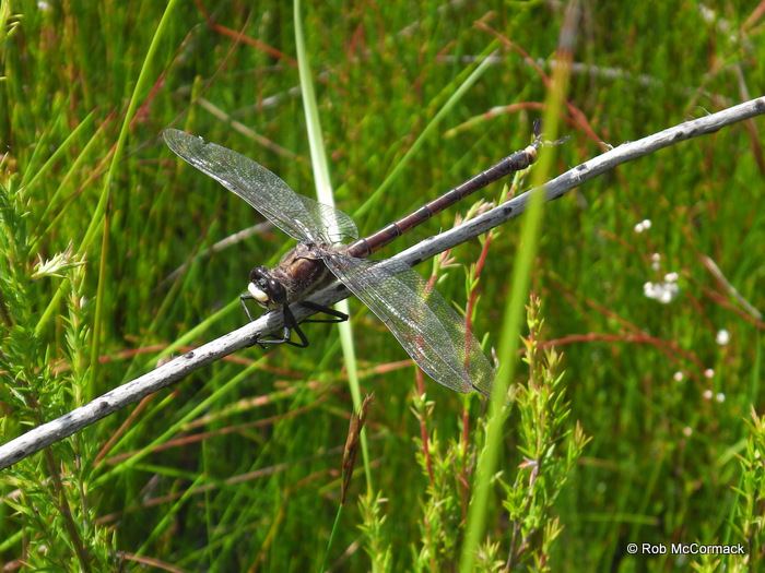 Petalura gigantea A Day in the Swamps of Katoomba Chasing the Giant Dragonfly Petalura