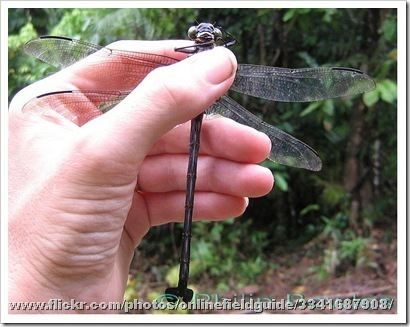 Petalura ingentissima World39s largest flying aquatic insect has been discovered in China