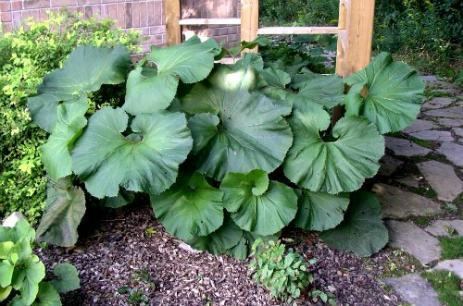 Petasites japonicus Plant of the Month for May 2015 Ontario Rock Garden amp Hardy Plant