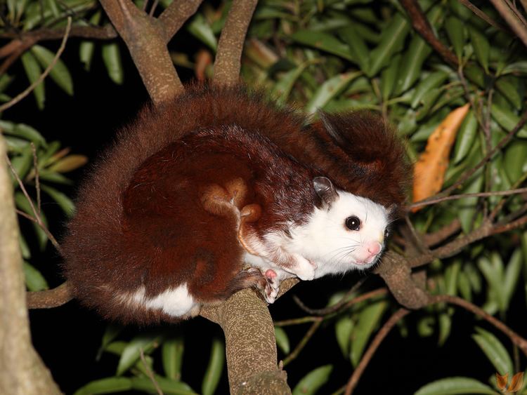 Petaurista Red and white giant flying squirrel China and Taiwan Four Legged