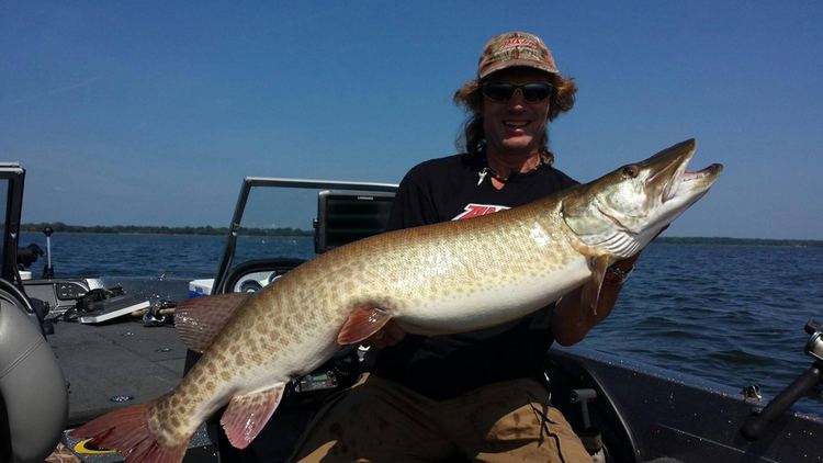 Pete Maina Famous for big fish muskie expert Pete Mainas Wimpy Wednesday