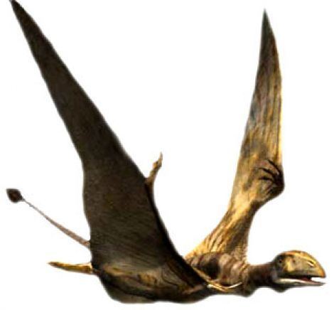Peteinosaurus Peteinosaurus flying reptile