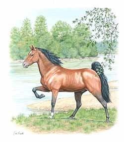 Peter Barrett (illustrator) Original Artwork Peter Barrett Tennessee Walker Horse