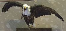 Peter (eagle) httpsuploadwikimediaorgwikipediacommonsthu