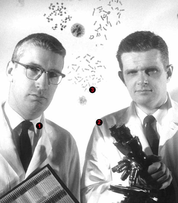 Peter Nowell The Philadelphia Chromosome circa 1960 The Scientist