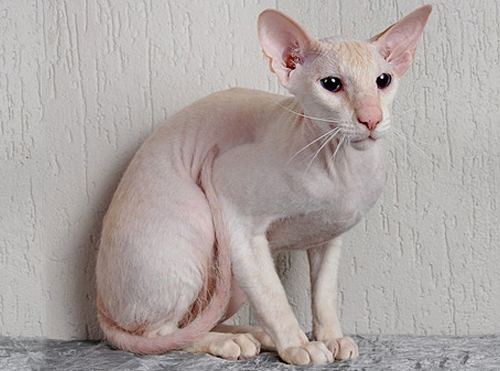 Peterbald Peterbald Cat Purrfect Cat Breeds