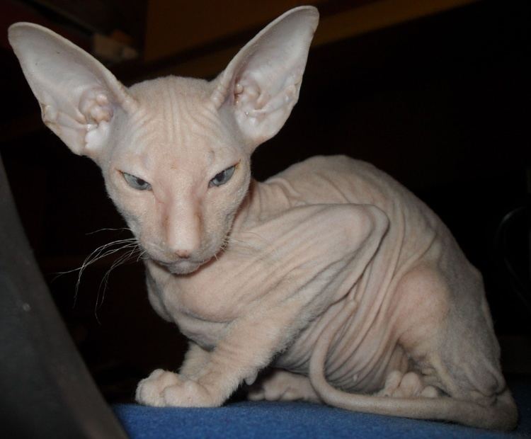 Peterbald Peterbald Info Personality Care Training Kittens Pictures