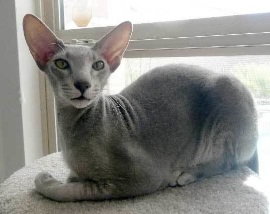 Peterbald Peterbald Info Personality Care Training Kittens Pictures