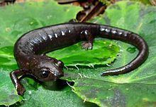 Peter's climbing salamander httpsuploadwikimediaorgwikipediacommonsthu