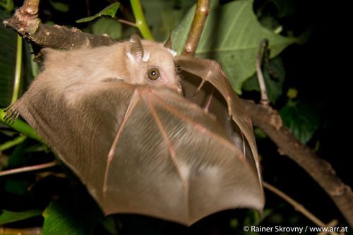 Peters' dwarf epauletted fruit bat Peter39s Dwarf Epauletted Fruit Bat observed by rainerreisen 0838 PM
